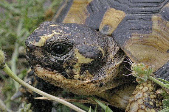 cap de Testudo graeca